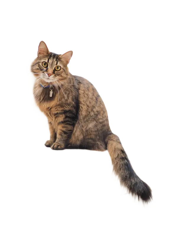 Background removed