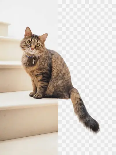 How to Remove the Background from a Photo